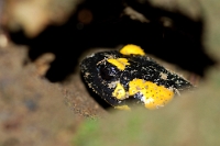 05091 Salamandra salamandra (Salamandra pezzata)